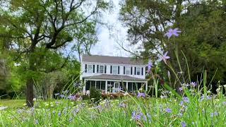 Carolina Blue  wildflowers at the creek [upl. by Sharia]