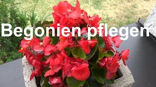 Begonien pflegen pflanzen düngen gießen überwintern Standort Eisbegonie Begonia [upl. by Tolkan]