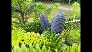 Young Korean fir with cones  Abies koreana  Jodła koreańska  구상나무 [upl. by Anilram351]