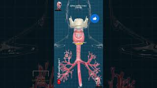 Thyroid amp parathyroid gland 🔥⚡ [upl. by Mandal812]