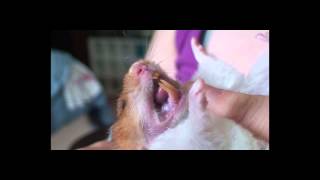 Trimming Hamster Teeth [upl. by Penny]