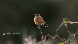 Stonechat Taking Flight [upl. by Daniala]