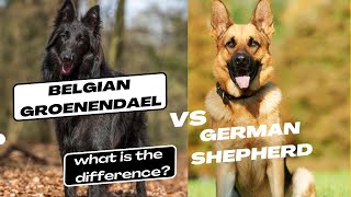 Belgian Groenendael vs German Shepherd what is the difference [upl. by Norihs]