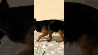 explore music rap hiphop song dog rotter doglover doberman germanshepherd [upl. by Domenic]