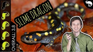 Spotted Salamander The Best Pet Amphibian [upl. by Gorey]