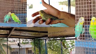 Sare budjri parrots KO Azad krdia [upl. by Arinaj]