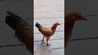 வாட்ச் மேலிருந்து கீழே விழுந்திருச்சி🐔🐓🐕shorts [upl. by Yeaton]