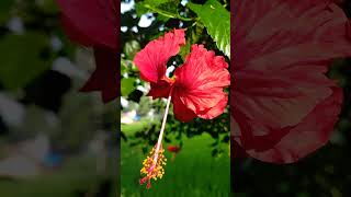 Its photography time😍📸📸 nature relaxing meditationmusic music ytshorts forestbirdssounds [upl. by Subir]