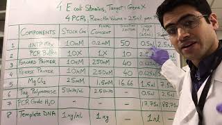 How To PCR Calculations [upl. by Aseeram655]