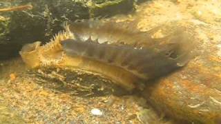 Freshwater Mussel TV  Mantle Display of Lampsilis fasciola The Sequel [upl. by Mcclary746]