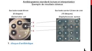 Antibiogramme  notions de base [upl. by Naugal]