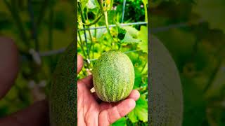 Try This To Prevent Cantaloupes From Falling Off The Vine gardening cantaloupe DIYideas [upl. by Milzie]