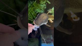 Redtail Catfish Hybrid Love Shrimp [upl. by Relyhs]