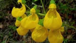 Calceolaria Phillippi [upl. by Selim]