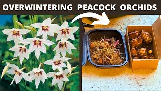 How to Overwinter Peacock Orchid Bulbs  Storing Gladiolus Acidanthera Corms [upl. by Alesram]