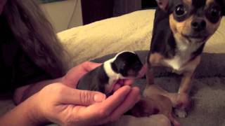 Bess Chihuahua Puppies [upl. by Nomelif805]