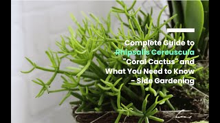 The Complete Guide to Rhipsalis Cereuscula “Coral Cactus” and What You Need to Know [upl. by Lehcyar]