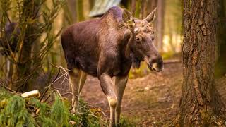 Tragic Encounter Moose Attack in Alaska [upl. by Yderf]