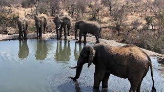 Rosies Pan  Wildlife Live Stream – Greater Kruger National Park [upl. by Golding]