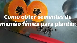 COMO OBTER SEMENTES DE MAMÃO FÊMEA PARA PLANTAR [upl. by Ecirtra724]