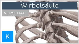 Wirbelsäule Aufbau und Funktion Vorschau  Kenhub [upl. by Adnyl249]