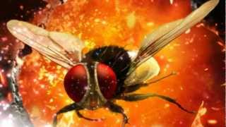 Eega  Laava Laava Video Song [upl. by Aalst138]