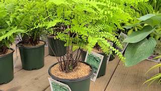 Adiantum pedatum Northern Maidenhair Fern  Fabulous Easy to Grow NATIVE Fern [upl. by Barger]