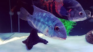 True Parrot cichlid Hoplarchus psittacus [upl. by Nelac]