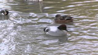 Falcated teal courtship [upl. by Akiram]