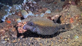 Boxfish in Banda Neira  Indonesia  September 2024 [upl. by Aciria17]