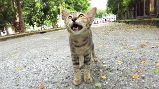 Spoiled tabby kitten with bobtail meows and pretends to be hungry but rejects the dry cat food [upl. by Damahom263]