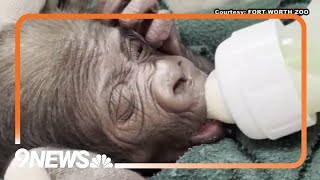 Dallas Zoo Delivers Baby Gorilla By CSection [upl. by Kinnie]