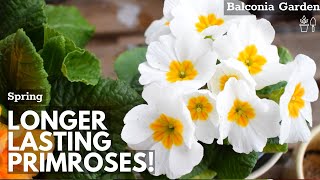 How To Make Primroses Bloom Longer When Grown Indoors 🌿 Balconia Garden [upl. by Nassi]