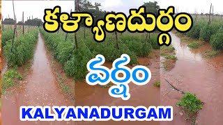 KALYANADURGAM ANANTHAPUR TOMATO CROP DAMAGE [upl. by Silvanus628]