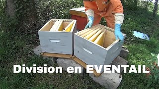 Apiculture  Faire une division en éventail  Miel Royal [upl. by Scrivings]