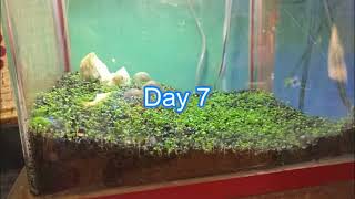 How to Grow Aquarium Plants from Seeds A StepbyStep Guide [upl. by Animas]