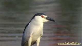 Night heron by Samyang 800mm F80 mirror lens [upl. by Haland]