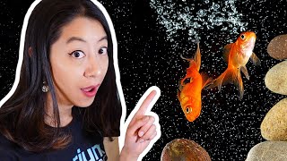 7 Reasons Why Your Fish Tank Has Bubbles [upl. by Einahpehs]