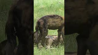 Shocking Myths About African Wild Dog🐶😮  Crazy Facts  Incredible Facts [upl. by Chalmer]