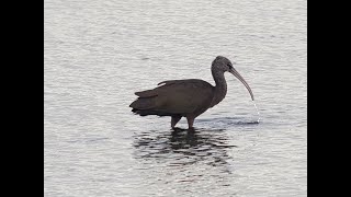 Zwarte Ibis Texel  Glossy Ibis on the Wadden Island Texel Vogelen met Limosa 48 [upl. by Anaujait6]