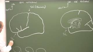 Neuroanatomie 8  morphologie et systématisation du cortex cérébral cours DFGSM 2 [upl. by Clair]