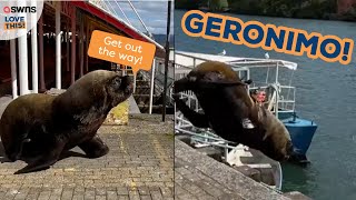 Giant sea lion appears from nowhere and dives off dock 😆  LOVE THIS [upl. by Alano]