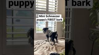 Cute Mini Schnauzer Puppy’s FIRST Bark 3 Months Old😍🐶 [upl. by Atyekram376]