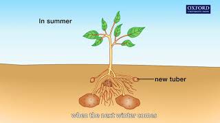 Animation 121 The process of vegetative propagation [upl. by Dhumma]