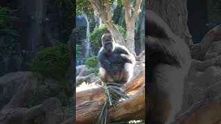 Handsome from Loro Park in Tenerife [upl. by Naellij]