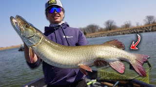 The BIGGEST Fish of my Life GIANT Musky [upl. by Aralc]