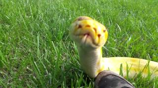 Cornflake the most adorable Burmese Python ever [upl. by Ailla]