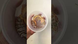 Amazing Leopard Gecko [upl. by Sivi]