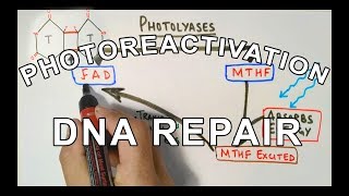 Photoreactivation  DNA Repair Mechanism [upl. by Eillak]