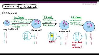 54 A detailed look at the Mitotic Cell Cycle Cambridge AS A Level Biology 9700 [upl. by Drugge]